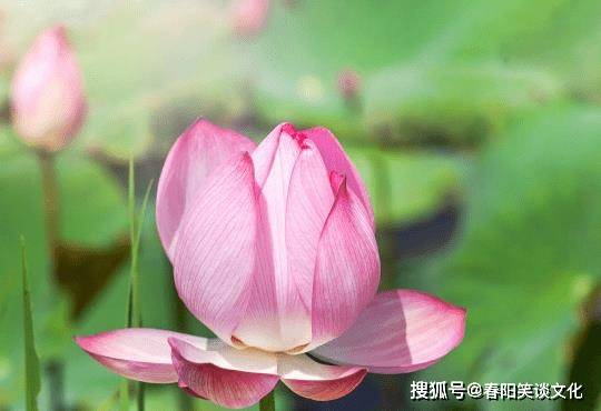 百忍之中有祥和六含开出百花地什么肖,警惕虚假宣传-全面释义、解释与落实、科学解答解释落实